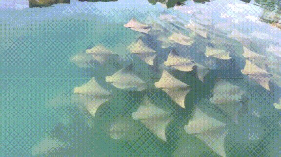 PODVODNO JATO Mora i oceani imaju svoju vrstu ptica