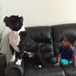 Pas i dijete gledaju svoj omiljeni crtić!