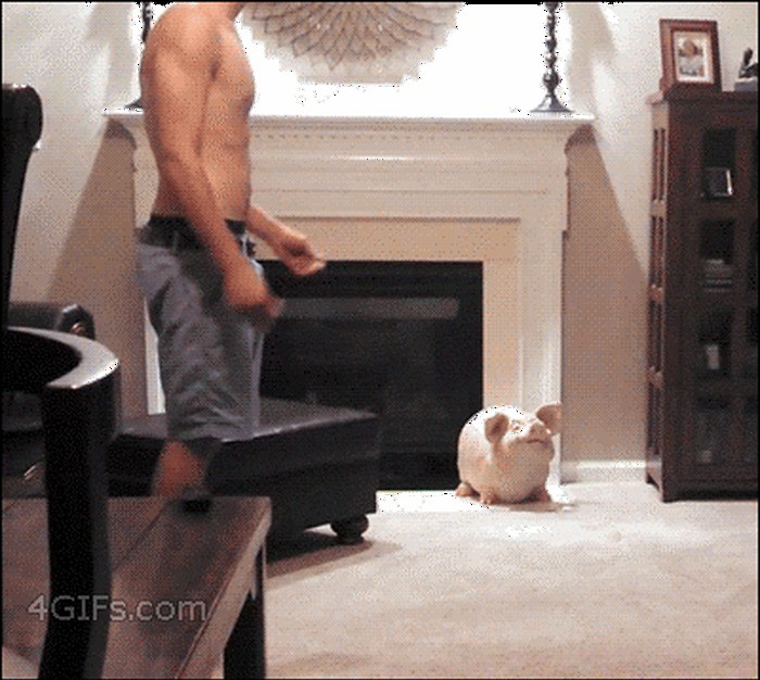 GIF: Maca lovac u napadu dobila guzicom u glavu