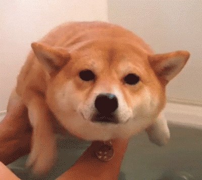 GIF: Početnički tečaj plivanja za pse