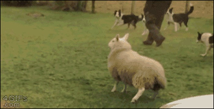 Jeste li ikad vidjeli ovcu koja misli da je pas?
