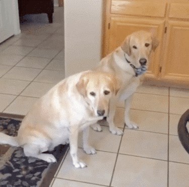 Njih dvojica nisu ni malo zainteresirani za igru