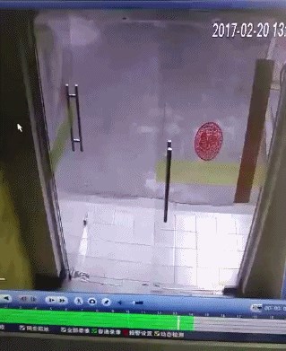 Pas je trčao za mačkom, ali mu se dogodila mala nezgoda