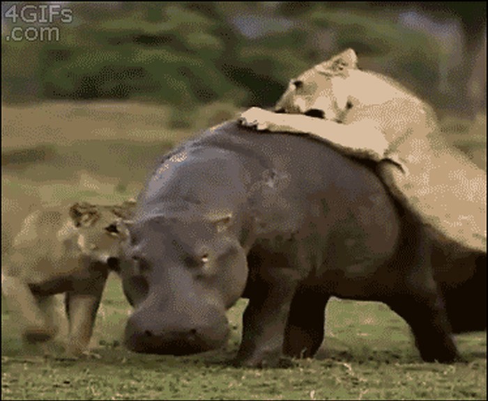 GIF: Nilskog konja baš briga, nilski konj ima posla, nilski konj mora ići
