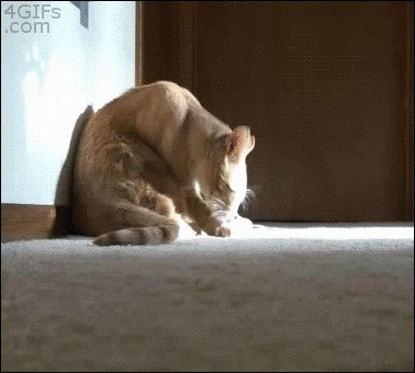 Pronađeni su glumci za najnoviju verziju Tom-a & Jerry-a!