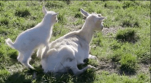 Ono kad se dijete roditelju popne na vrh glave