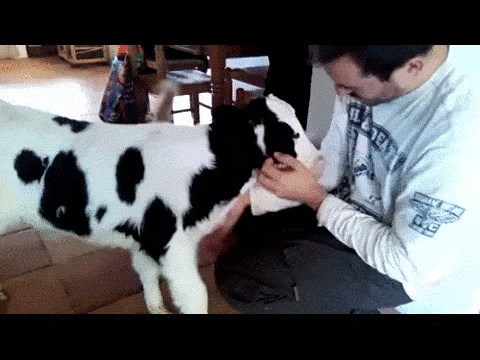 GIF: Preslatka kravica ušla u kuću na maženje i puse