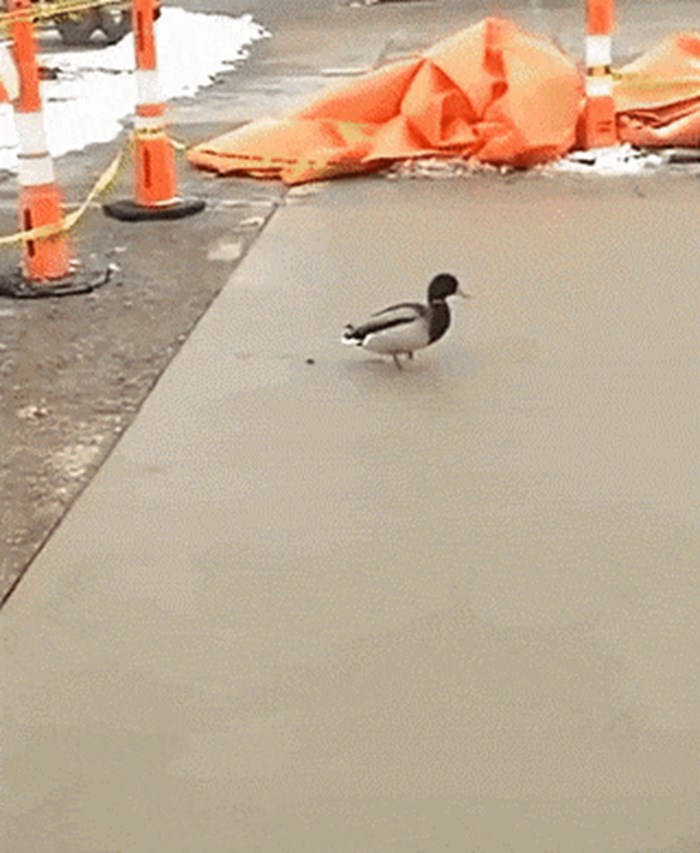 Jedna bezobrazna patka je odlučila radnicima pokvariti dan!