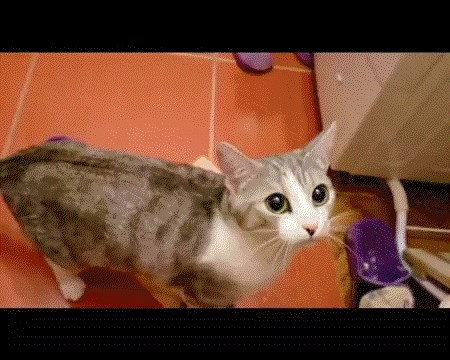 GIF: Mačka spašava vlasnika od kupanja