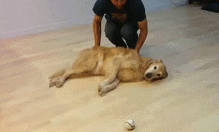 GIF: Kako se igrati hvatanja lopte s jako LIJENIM psom