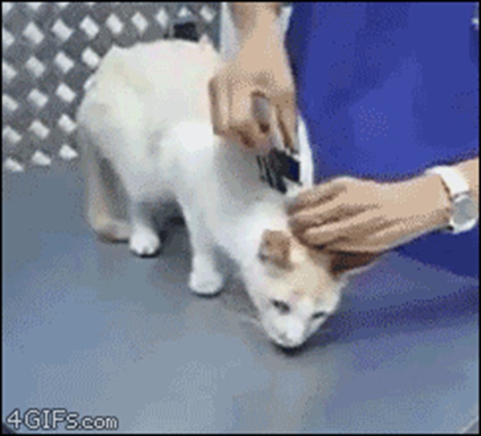 Ovaj veterinar koristi jedan podli trik pomoću kojeg smiri bilo koju mačku
