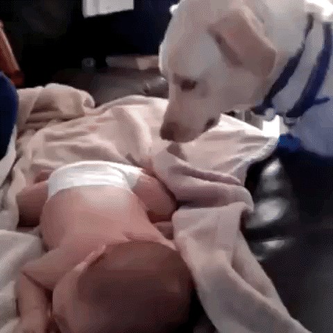 Briga i ljubav: Pas ušuškava bebu