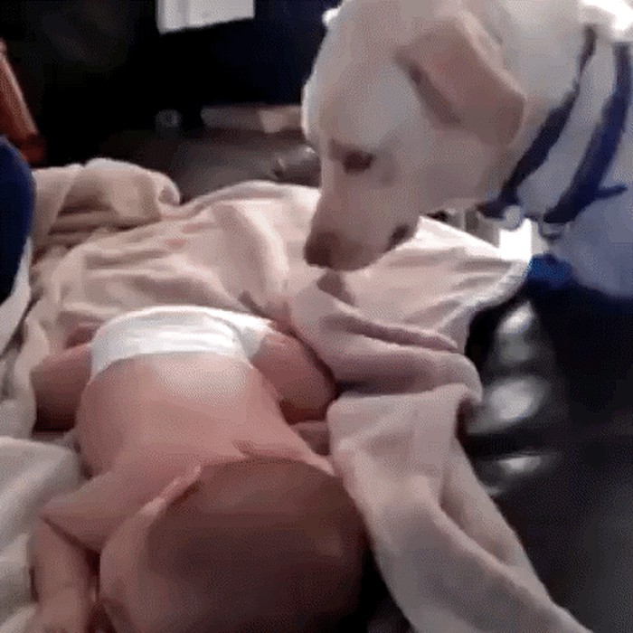 Briga i ljubav: Pas ušuškava bebu