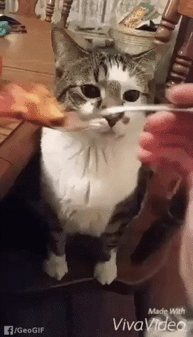 GIF: Ovo je znak da stvarno ne znate kuhati