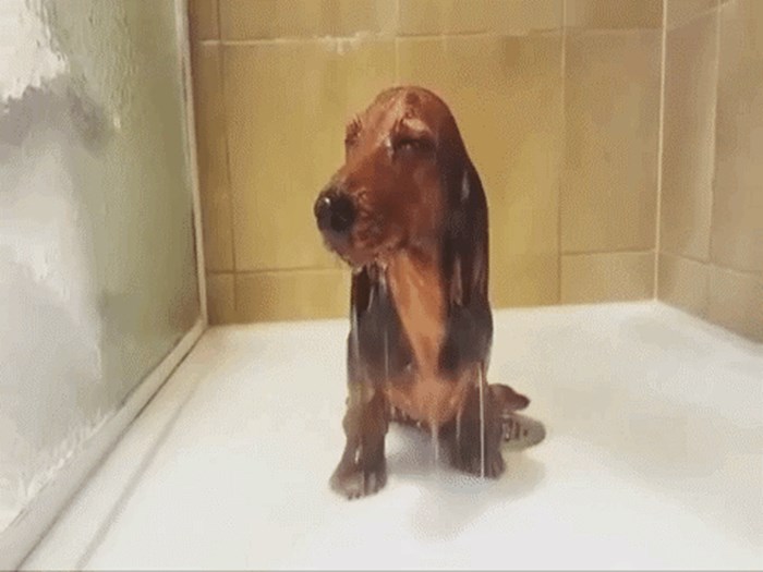 GIF Najtužniji pas na svijetu baš ne voli kupanje