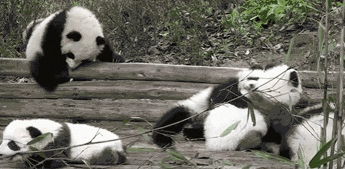 Mala panda se igra i baca preko ograde