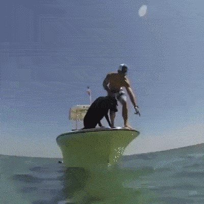 Nećete vjerovati kad vidite što ovaj pas radi!