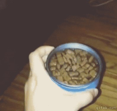 Kako sramežljive mačke jedu kad imate goste