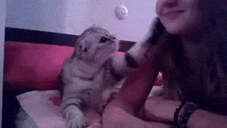 GIF: Ovaj mačor je veći zavodnik od većine današnjih muškaraca