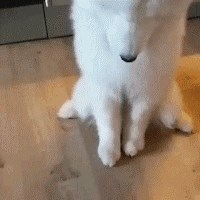 GIF Psić je probao limun i totalno pobudalio