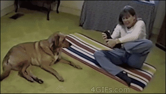 Žena je pokušala staviti nogu iza glave, a pas joj je pokazao kako se to radi