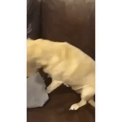 Pas se sprema za pljačku banke