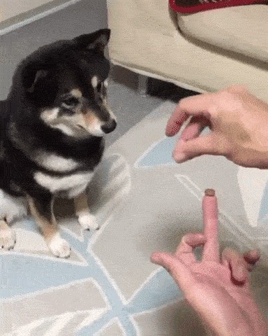 Mađioničarski trik je psa totalno zbunio!