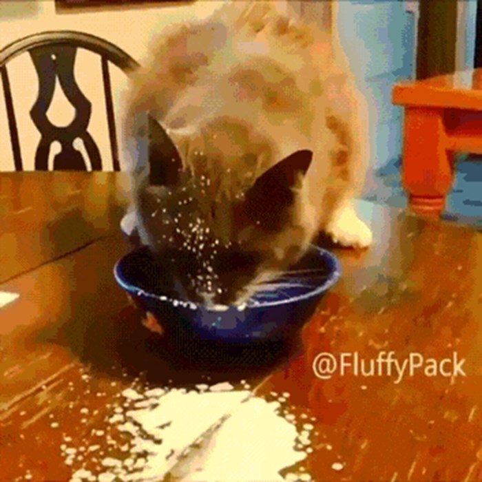 Ova mačka s razlogom ne može prestati jesti