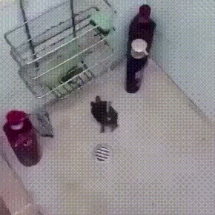 Kućni ljubimac počeo oponašati vlasnicu: Ova kornjača pleše pod tušem!