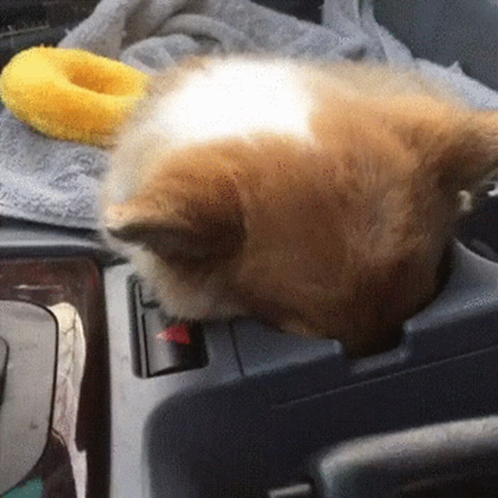 Pas je pronašao savršeno mjesto za spavanje u autu