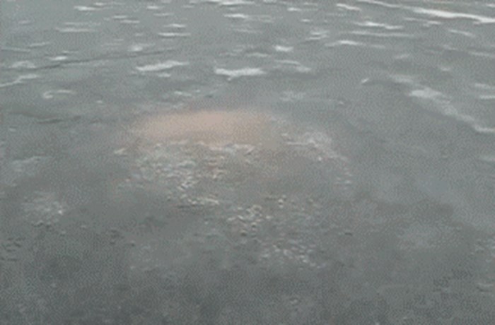 More vam je postalo prehladno? Pogledajte ovo podvodno čudovište koje lomi led!