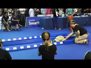 GIF: Utrka kornjače i zeca - tko će pobijediti?