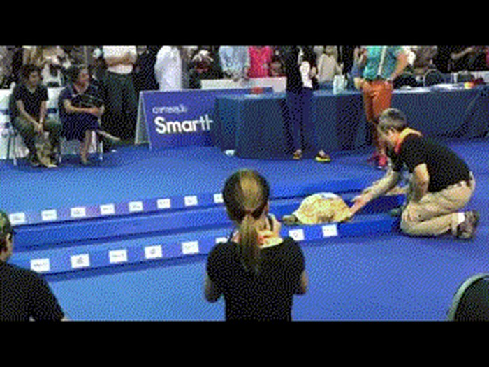 GIF: Utrka kornjače i zeca - tko će pobijediti?