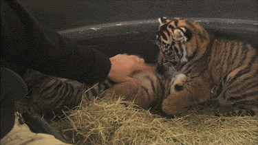 GIF: Tko bi mazio tigriće!?