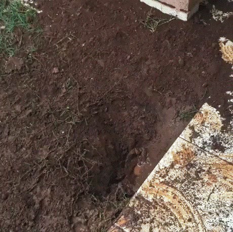 Ovaj pas je ponosan na kaos koji je napravio u kući