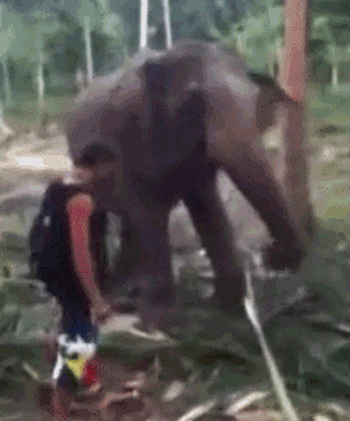 GIF: Dirao slona - popio epsku šamarčinu