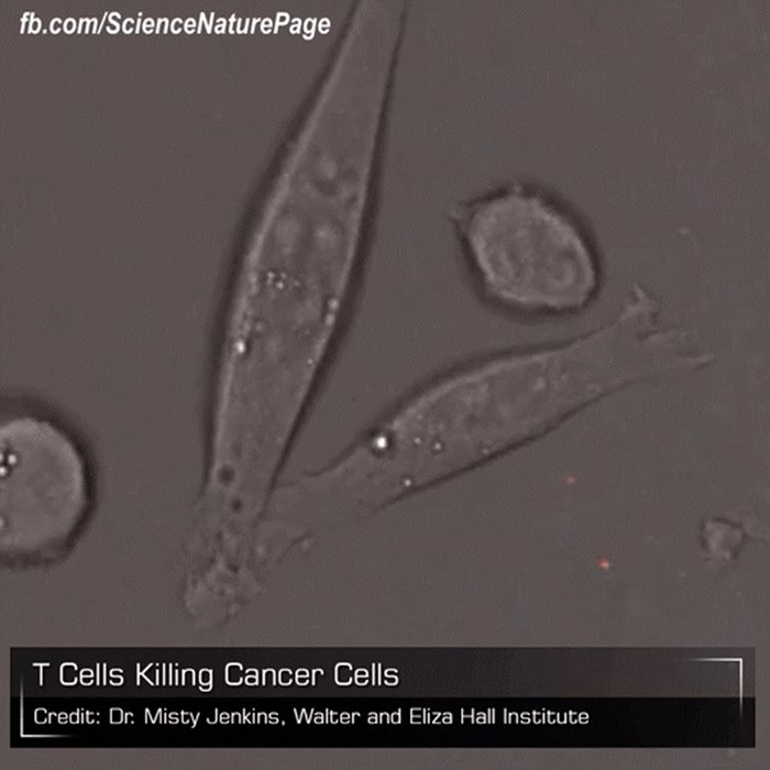 GIF: Fantastično, ubijanje stanice raka!