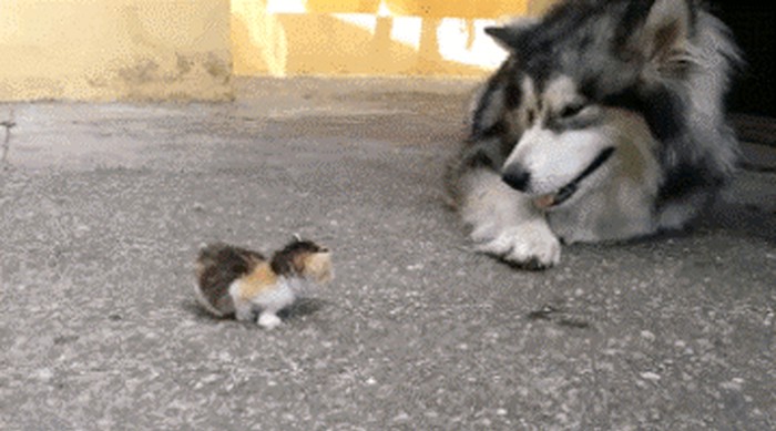 GIF: U stranu, veliki čupavi stvore! 
