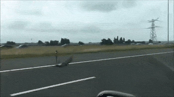 Ptica na autocesti: Pogledajte kojom brzinom leti pokraj autmobila!