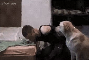 GIF: Pas pomaže hendikepiranom mladiću da obuče majicu