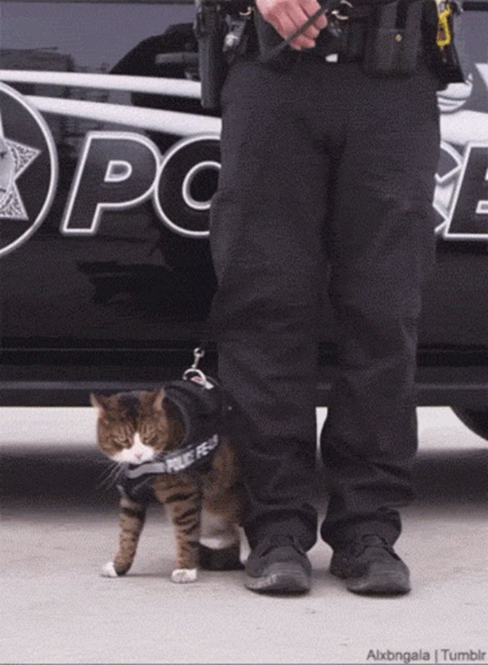 GIF: Prvi i posljednji pokušaj policijske mačke