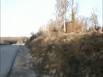 GIF: Šeprtljavi vojnici iz crtića 2.