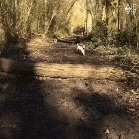 Neki psi su jednostavno spretniji od drugih