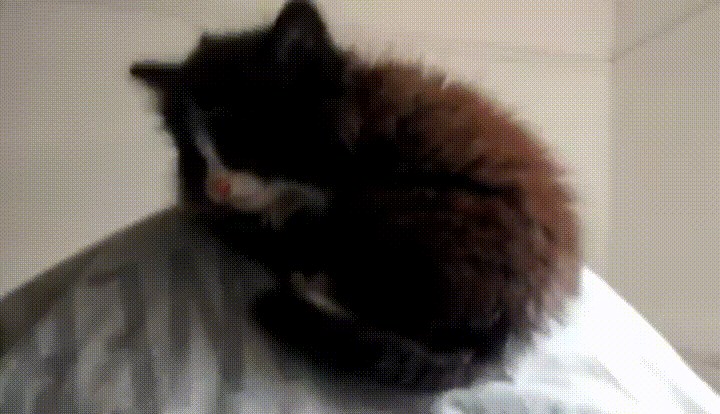 Nije vam dovoljna jedna? Evo kako klonirati macu u samo nekoliko sekundi