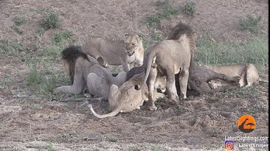 Već se pomirio s tim da će ga lavovi pojesti, a ona ga spasila neočekivana svađa