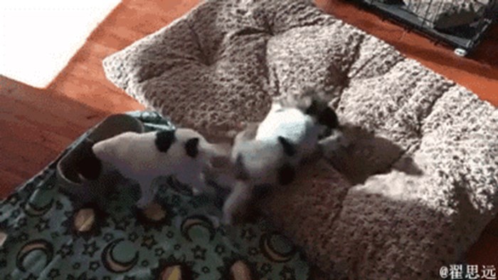 Vlasnik psa je snimio nešto čudno: Razigrano štene pleše dok jede!