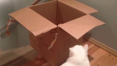 Ova je maca pronašla odlično prijevozno sredstvo