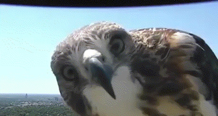 GIF: Sokol pronašao web kameru i odlučio malo trollati