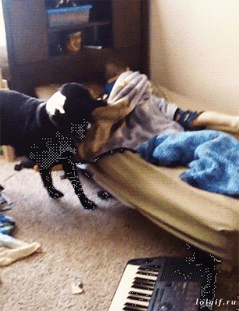 Ni mama ga nije mogla natjerati da ustane, pa je istu stvar probao pas