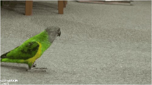 VIDEO: Kad te dave lokalni dušebrižnici - pravi se mrtav